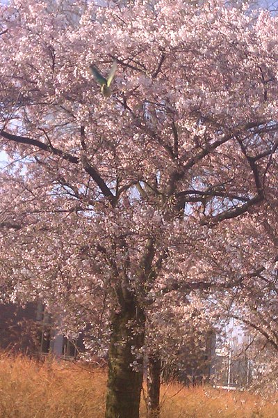 File:.Green in de flowers - panoramio.jpg