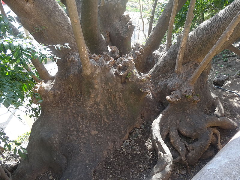 File:00 Badalona - Parc de Can Solei i Ca l’Arnús 08.JPG