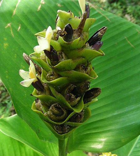 Calathea_cylindrica