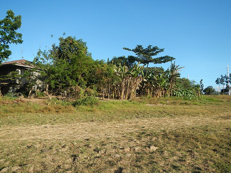 File:0409jfLandscapes Mabalas Diliman Salapungan Paddy fields San Rafael Bulacan Roadsfvf 08.JPG