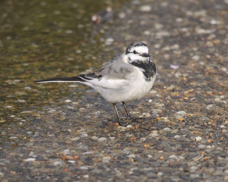 File:070320 white wagtail Q0S3936 - Flickr - Lip Kee.jpg