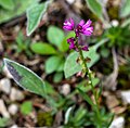 2778 Unidentified Polygala