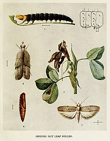 17-Indianer-Insektenleben - Harold Maxwell-Lefroy - Anarsia-ephippias.jpg