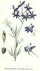 178 Delphinium consolida.jpg