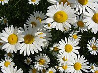 Leucanthemum vulgare