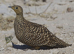 2012-namaqua-sandgrouse-female.jpg