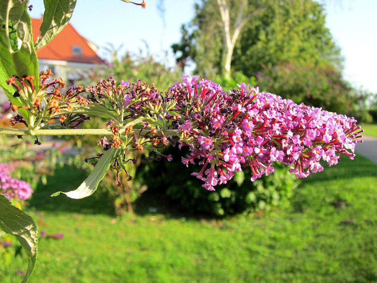 Buddleja davidii Tricolor