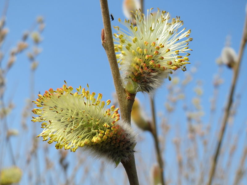 File:20150319Salix caprea4.jpg