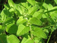 Oregano (Origanum vulgare)