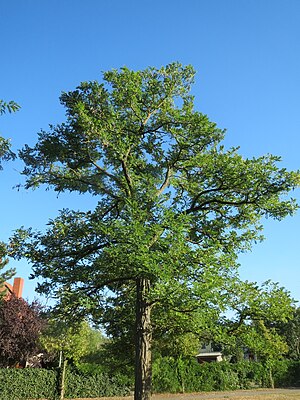 20160908Robinia pseudoacacia9.jpg