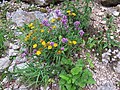 2017-07-23 Origanum vulgare (oregano) and Buphthalmum salicifolium (ox-eye) at Dürrenstein (Ybbstaler Alpen)