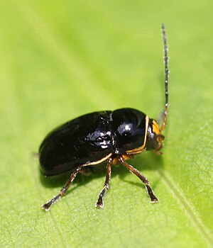 2017 06 04 Cryptocephalus flavipes.jpg