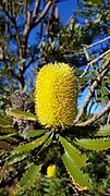 Banksia Attenuata