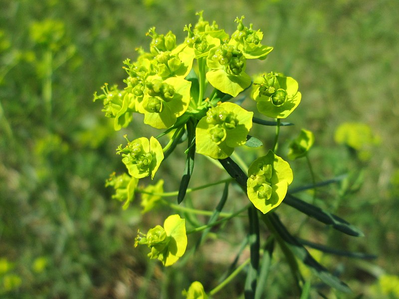 File:20180421Euphorbia cyparissias2.jpg