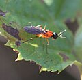 Vorschaubild der Version vom 19:42, 30. Sep. 2018