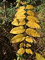 Juglans nigra, or black walnut.