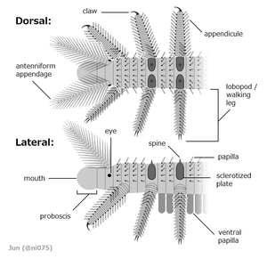 Lobopodia