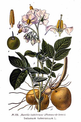 234 Solanum tuberosum L.jpg