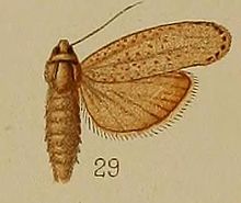 29-Melissoblaptes monochroa = Aphomia monochroa (Хэмпсон, 1912) .JPG