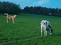2 Kühe auf einer Weide nördlich von Wilthen.JPG