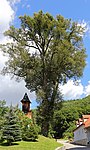 2 winter linden trees