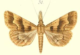 <i>Ophyx</i> genus of insects