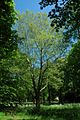 Schnullerbaum in Göttingen