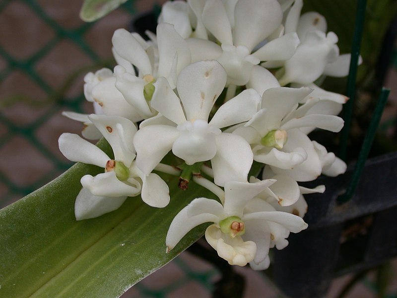 File:A and B Larsen orchids - Rhynchostylis gigantea alba DSCN4847.JPG