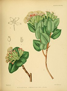 A hand-book to the flora of Ceylon (Plate XXXVIII) (6430645443).jpg