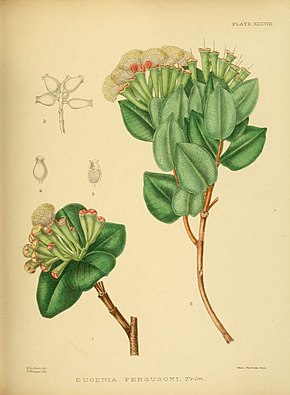 Kép leírása Kézikönyv a Ceylon flórájához (XXXVIII. Tábla) (6430645443) .jpg.