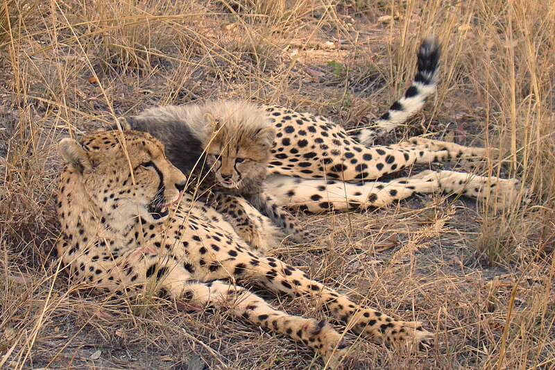 File:A little cheetah lying on his mom A.jpg