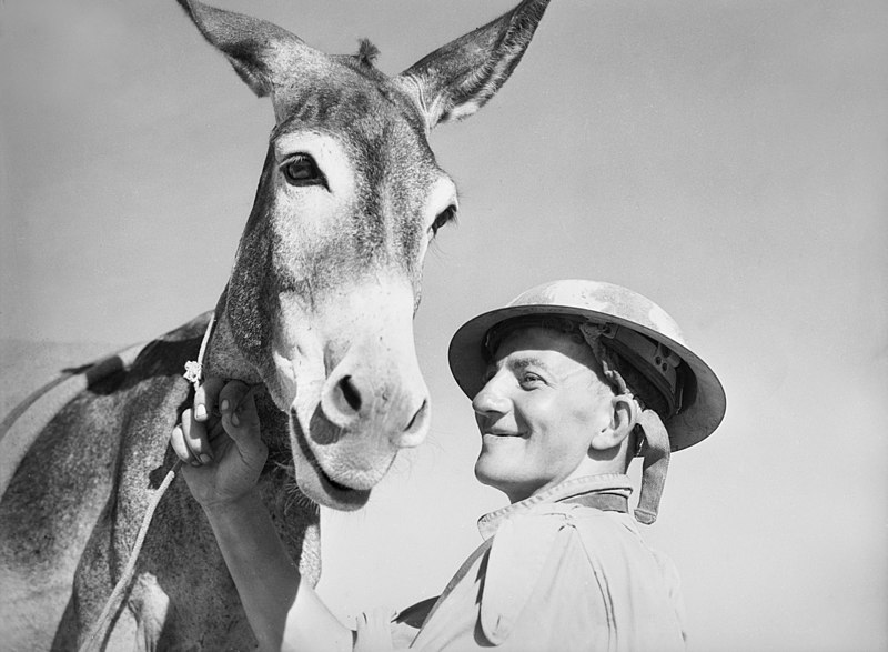 File:A man with donkey, 1941 (3527159428).jpg