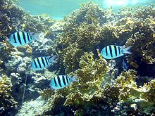 By a reef with fire coral in Taba, Egypt Abudefduf vaigiensis 2.JPG