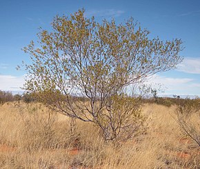 Beskrivelse av bilde Acacia maitlandii.jpg.