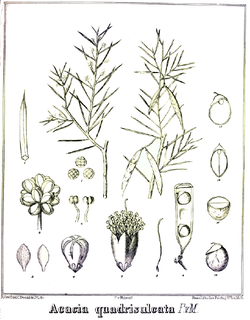 <i>Acacia quadrisulcata</i> Species of legume