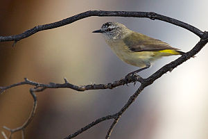 Acanthiza chrysorrhoa - Yellow-rumped Thornbill.jpg