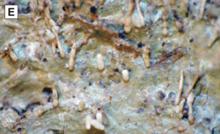<i>Acanthotrema alboisidiatum</i> Species of lichen