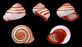 <i>Acavus</i> Genus of gastropods