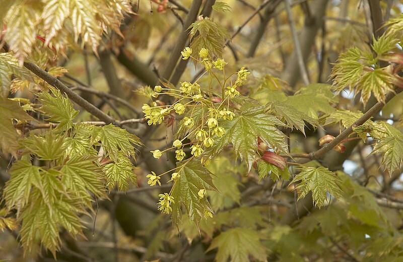 File:Acer platanoides Globosum C.jpg