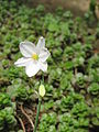 Acis valentina close-up of the flower