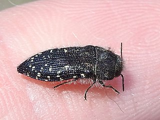 <i>Acmaeodera ornatoides</i> Species of beetle