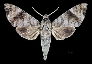 <i>Acosmeryx socrates</i> Species of moth