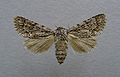 Acronicta euphorbiae ♀