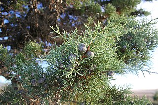 <i>Actinostrobus</i> Genus of conifers