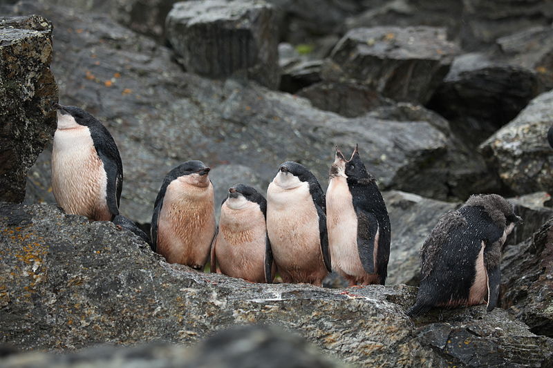 File:Adélie Penguin chicks (5914019513).jpg