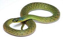 An adult Erythrolamprus typhlus, velvet swamp snake Ad Erythrolamprus typhlus.jpg