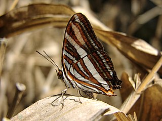 <i>Adelpha syma</i> Species of butterfly
