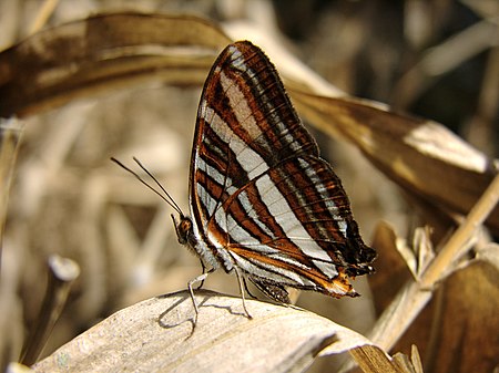 Adelpha syma