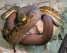 Adult Lesser Sundas Python (Python timoriensis).jpg
