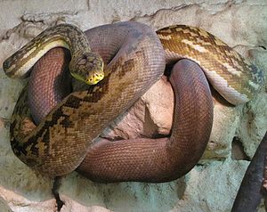 Adult Lesser Sundas Python (Python timoriensis) .jpg